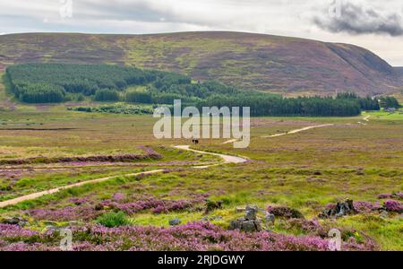 Loch Muick Ballater Balmoral Estate Scotland Spaziergänger auf dem Weg lila Heide auf den Hügeln im Sommer Stockfoto
