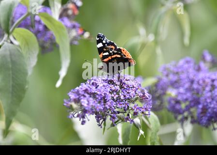 Roter Admiral-Schmetterling (Vanessa atalanta) im linken Profil auf einer lila Buddleia-Pflanze mit Proboscis in Blume, vor grünem Hintergrund in Großbritannien Stockfoto