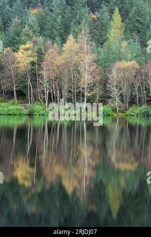 Herbstfarben auf Bäumen spiegeln sich in einem Loch an in Glencoe, Lochaber, Schottland, Großbritannien Stockfoto