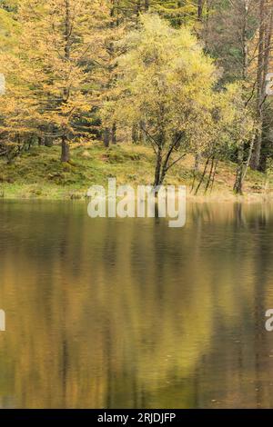 Herbstfarben auf Bäumen spiegeln sich in einem Loch an in Glencoe, Lochaber, Schottland, Großbritannien Stockfoto