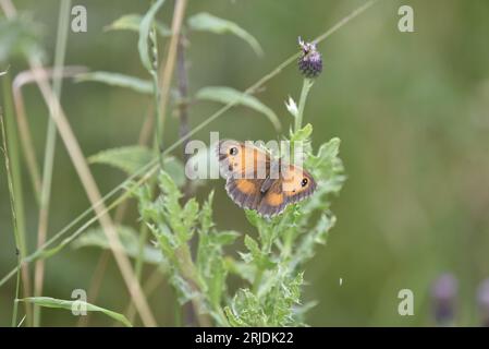 Gatekeeper Butterfly (Pyronia tithonus) on Knapweed, Facing Upwards with Wings Open, taken in Staffordshire, UK in July Stock Photo