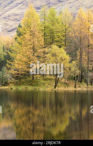 Herbstfarben auf Bäumen spiegeln sich in einem Loch an in Glencoe, Lochaber, Schottland, Großbritannien Stockfoto