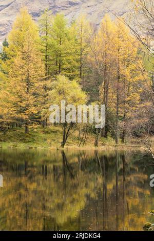 Herbstfarben auf Bäumen spiegeln sich in einem Loch an in Glencoe, Lochaber, Schottland, Großbritannien Stockfoto