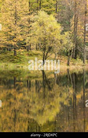 Herbstfarben auf Bäumen spiegeln sich in einem Loch an in Glencoe, Lochaber, Schottland, Großbritannien Stockfoto