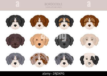 Bordoodle Clipart. Border Collie Poodlemix. Verschiedene Lackfarben. Vektorillustration Stock Vektor