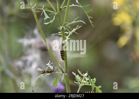 Cinnabar Moth Caterpillars (Tyria jacobaeae) Climbing Up Green Plant Stems, taken in Staffordshire, UK in July Stock Photo