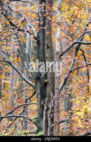 Herbstfarben auf Bäumen spiegeln sich in einem Loch an in Glencoe, Lochaber, Schottland, Großbritannien Stockfoto