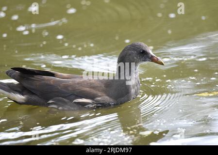 Nahaufnahme eines jungen gemeinen Moorhens (Gallinula chloropus), der von links nach rechts auf einem sonnendurchfluteten Teich schwimmt, aufgenommen im Juli in Großbritannien Stockfoto