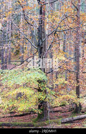 Herbstfarben auf Bäumen spiegeln sich in einem Loch an in Glencoe, Lochaber, Schottland, Großbritannien Stockfoto