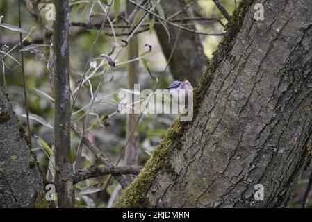 Juvenile Eurasische Nuthatch (Sitta europaea) auf einem Baumstamm rechts vom Bild, Kopf nach links vom Bild, Blick windgepeitscht, aufgenommen in Großbritannien Stockfoto