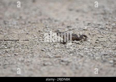 Common Toadlet (Bufo bufo), Walking on Gravel Ground in Left-Profile, to Right of Image, taken in July in England, UK Stock Photo