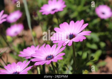 Bright Lights-Daiybuschen, auch bekannt als afrikanische Gänseblümchen (Osteospermum), blühen im Frühling frisch Stockfoto