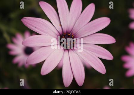 Centered single bloom of a Bright Lights African daisy aka daisybush (Osteospermum) Stock Photo