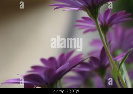 Unterseite des Bright Lights-Daiybuschs, auch bekannt als afrikanische Daisies (Osteospermum), mit Kopier- und Textabschnitt Stockfoto