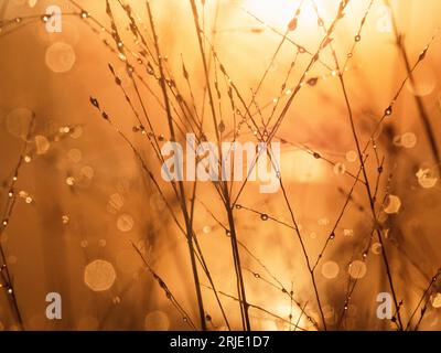 Goldene Stunde Sonnenaufgang Morgentau Stockfoto