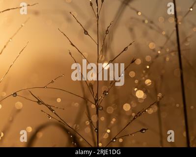 Goldene Stunde Sonnenaufgang Morgentau Stockfoto