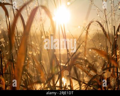 Goldene Stunde Sonnenaufgang Morgentau Stockfoto