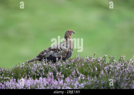 Männliche Red Grouse Lagopus lagopus, Swaledale, Yorkshire Dales, UK Stockfoto