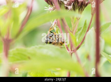 Die einsame Wespe, ein Bienenwolf (Philanthus triangulum), der eine Biene nimmt Stockfoto