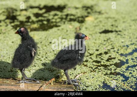 Zwei junge Moorhenküken (Gallinula chloropus) schauen sich um, während sie darauf warten, dass die Elternvögel sie füttern Stockfoto