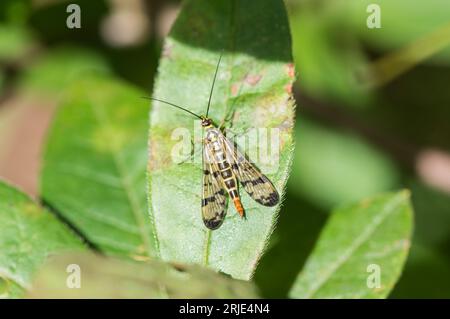 Eine hoch sitzende Skorpion-Fliege (Panorpa sp.) Stockfoto