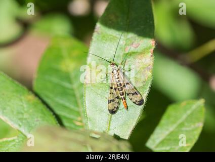 Eine hoch sitzende Skorpion-Fliege (Panorpa sp.) Stockfoto