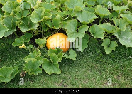 Nahaufnahme eines großen Kürbiss mit cucurbita-Orange, der im Gemüsegarten des Sommers angebaut wird Stockfoto