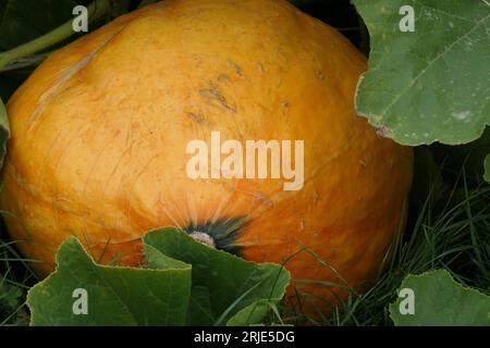 Nahaufnahme eines großen Kürbiss mit cucurbita-Orange, der im Gemüsegarten des Sommers angebaut wird Stockfoto