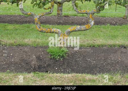 Nahaufnahme einer ausgebildeten Konferenz Birnenbaum Pyrus communis gesehen im Sommer mit grünen Blättern. Stockfoto
