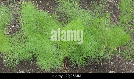 Nahaufnahme der gefiederten Blätter des im Boden gepflanzten kulinarischen Krauts Foeniculum vulgare Fenchel Drache Gemeiner Fenchel. Stockfoto