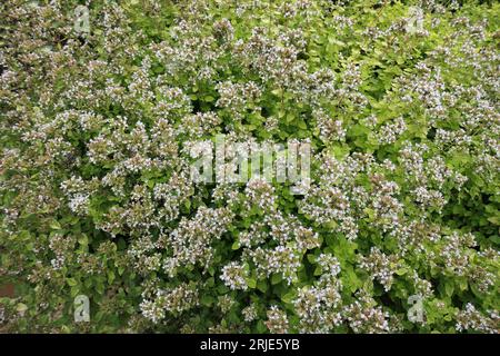 Nahaufnahme der hellrosa Blüten und kleinen grünen Blätter des ausdauernden Gartenkrauts Origanum vulgare aureum Golden Oregano. Stockfoto