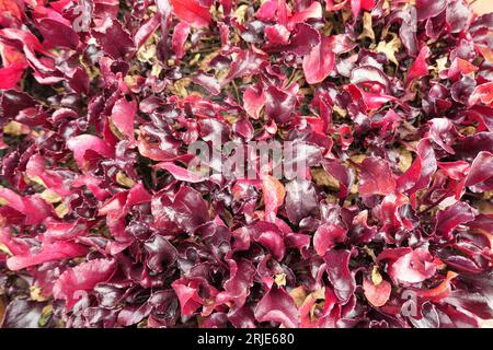 Nahaufnahme von oben auf die roten Blätter der Gemüsepflanze Beta vulgaris, Scarletta oder Rote Beete. Stockfoto