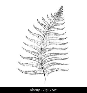 Farn tropisches Blatt Hand gezeichnetes Vektor isoliertes Element für Design in schwarzer Farbe. Stock Vektor