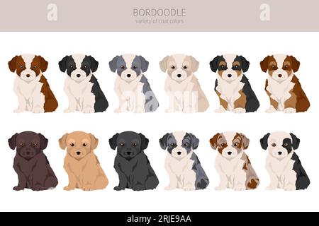 Bordoodle Clipart. Border Collie Poodlemix. Verschiedene Lackfarben. Vektorillustration Stock Vektor