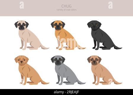 Clipart abwickeln. Chihuahua Mops-Mix. Verschiedene Lackfarben. Vektorillustration Stock Vektor