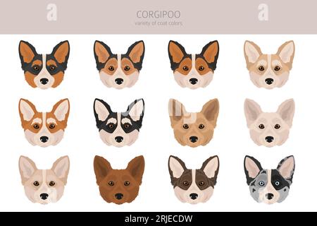 Corgipoo Clipart. Waliser Corgi Pudelmix. Verschiedene Lackfarben. Vektorillustration Stock Vektor