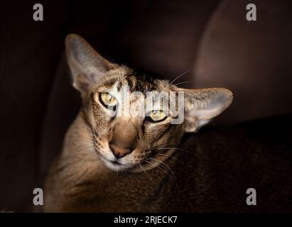 Niedliches orientalisches Kurzhaarkätzchen, seitlich stehend, mit grünen Augen auf die Kamera schauend. Isoliert auf dunklem Hintergrund. Stockfoto