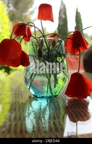 Wilted red wild poppy flowers in a glistening teal blue vase outside casting a reflection on a glass table. Concept for sad, neglect, depression Stock Photo