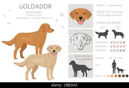 Goldador Clipart. Golden Retriever Labrador Mix. Verschiedene Lackfarben. Vektorillustration Stock Vektor