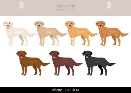 Goldador Clipart. Golden Retriever Labrador Mix. Verschiedene Lackfarben. Vektorillustration Stock Vektor