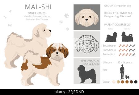 Mal-Shi-Clipart. Maltesischer Shih-Tzu-Mix. Verschiedene Lackfarben. Vektorillustration Stock Vektor