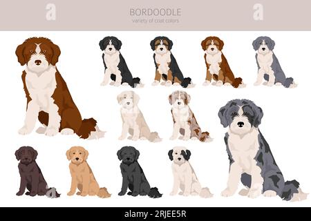 Bordoodle Clipart. Border Collie Poodlemix. Verschiedene Lackfarben. Vektorillustration Stock Vektor