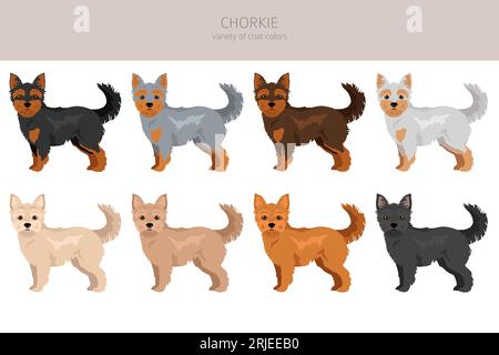 Chorkie Clipart. Chihuahua Yorkshire Terrier Mix. Verschiedene Lackfarben. Vektorillustration Stock Vektor