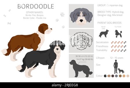 Bordoodle Clipart. Border Collie Poodlemix. Verschiedene Lackfarben. Vektorillustration Stock Vektor