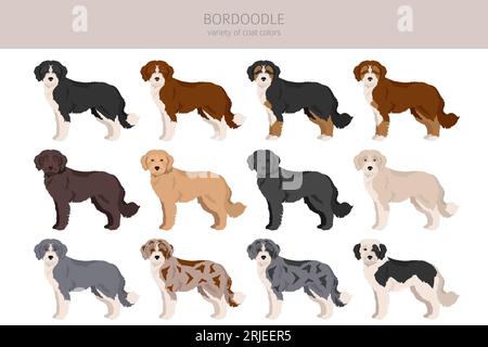 Bordoodle Clipart. Border Collie Poodlemix. Verschiedene Lackfarben. Vektorillustration Stock Vektor