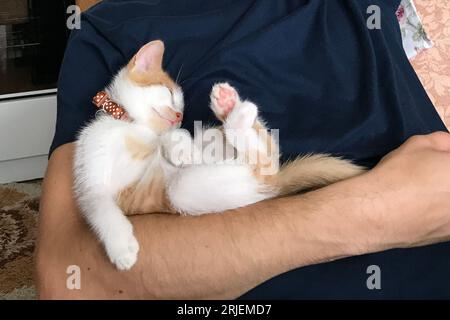 Rotes Kätzchen schläft in einer lustigen Position auf dem Rücken. Am Unterarm des Mannes. Nahaufnahme. Stockfoto