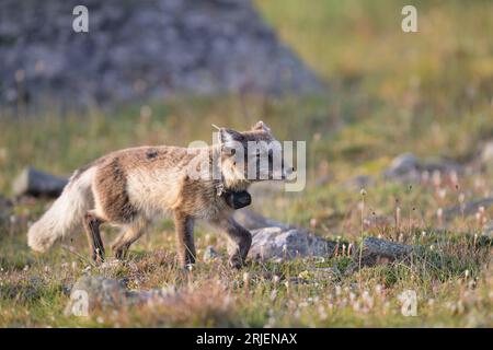 Polarfuchs (Vulpes lagopus) mit Radiokragen für die Forschung Stockfoto