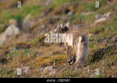 Polarfuchs (Vulpes lagopus) mit Radiokragen für die Forschung Stockfoto