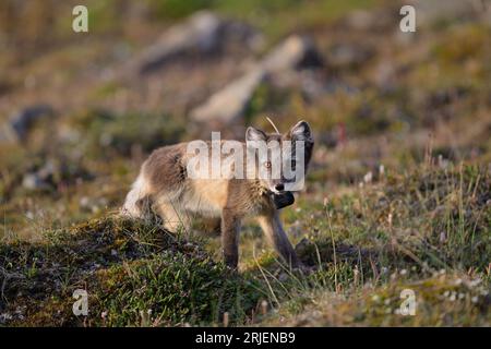 Polarfuchs (Vulpes lagopus) mit Radiokragen für die Forschung Stockfoto