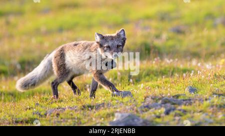 Polarfuchs (Vulpes lagopus) mit Radiokragen für die Forschung Stockfoto